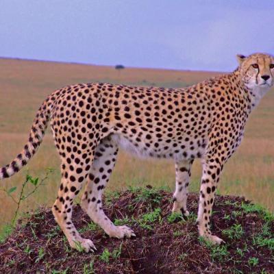 Mara Exclusive Safari 1