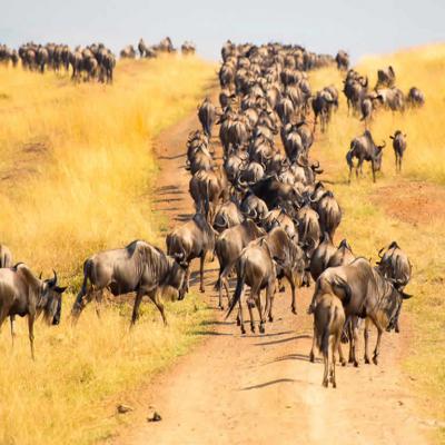 Mara Exclusive Safari 4a