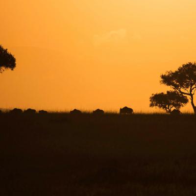 Mara Exclusive Safari 7a