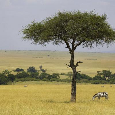 Mara Exclusive Safari 8