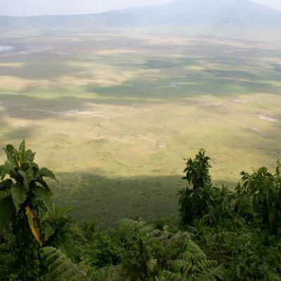 Ngorongoro