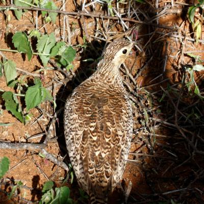 Black Faced Sand Grouse 2