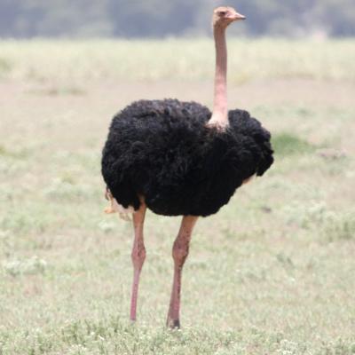 Common Ostrich