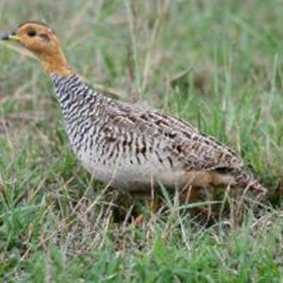 Coqui Francolin