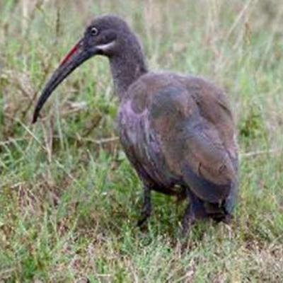 Cutwiderighthadadaibis