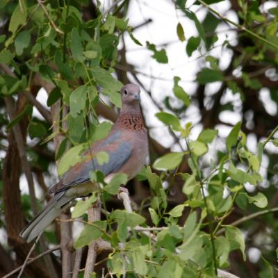 Laughing Dove