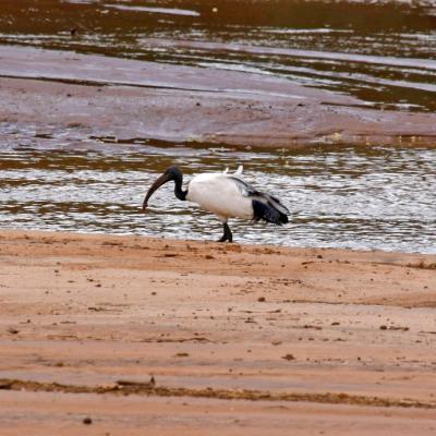 Sacred Ibis