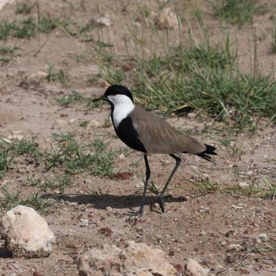 Spur Winged Plover