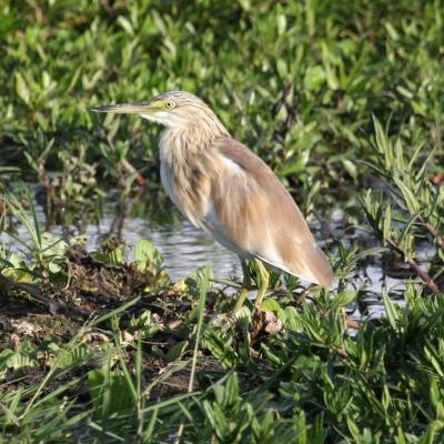 Squacco Heron 2