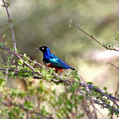 Superb Starling 21
